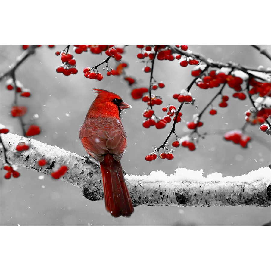 red-cardinal-on-a-snowy-branch-bird-canvas-wall-art-1.jpg?t=woocommerce_gallery_thumbnail